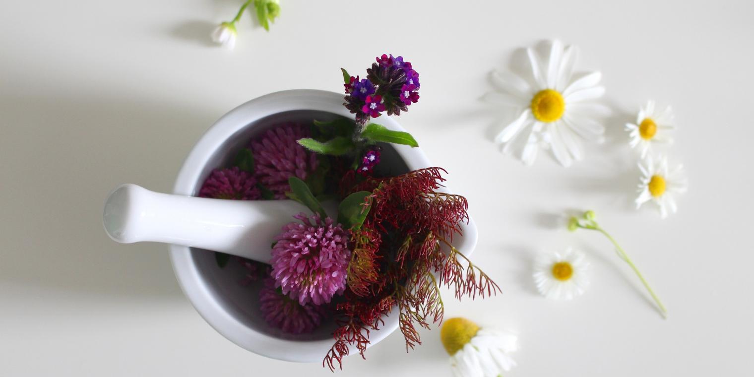 medicinal-flower-4246073_1920 medicinal-flower-4246073_1920